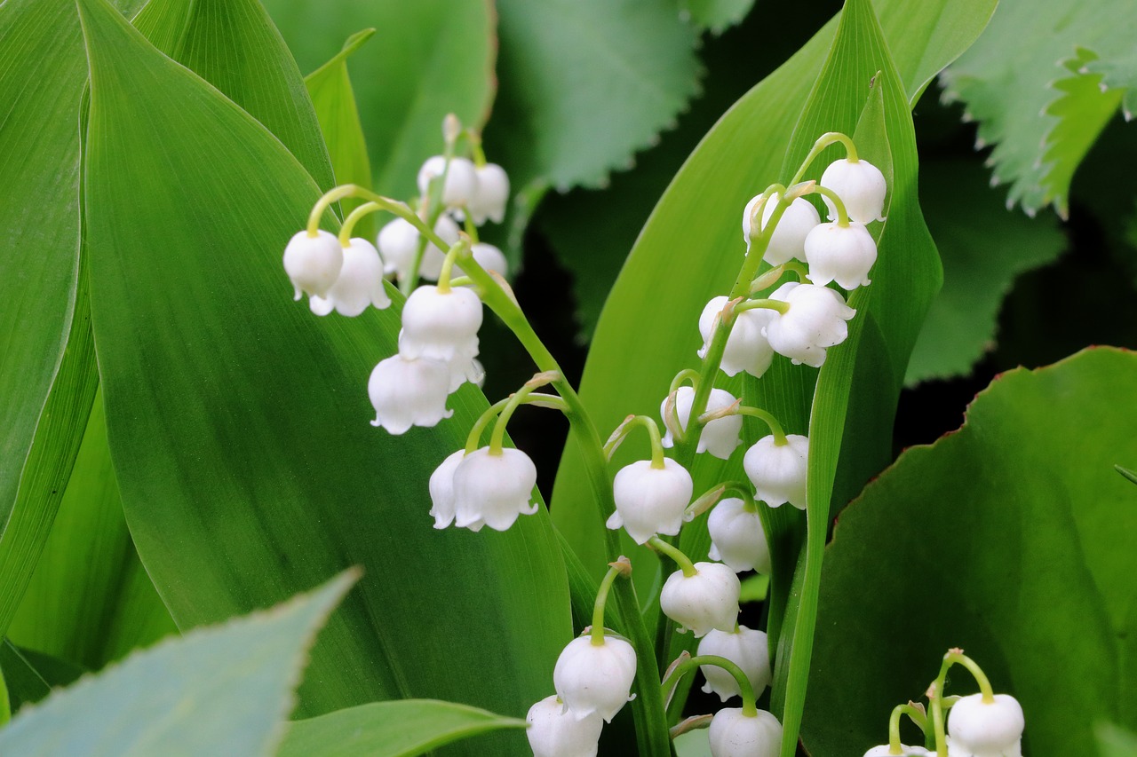 Image - lily of the valley flower spring