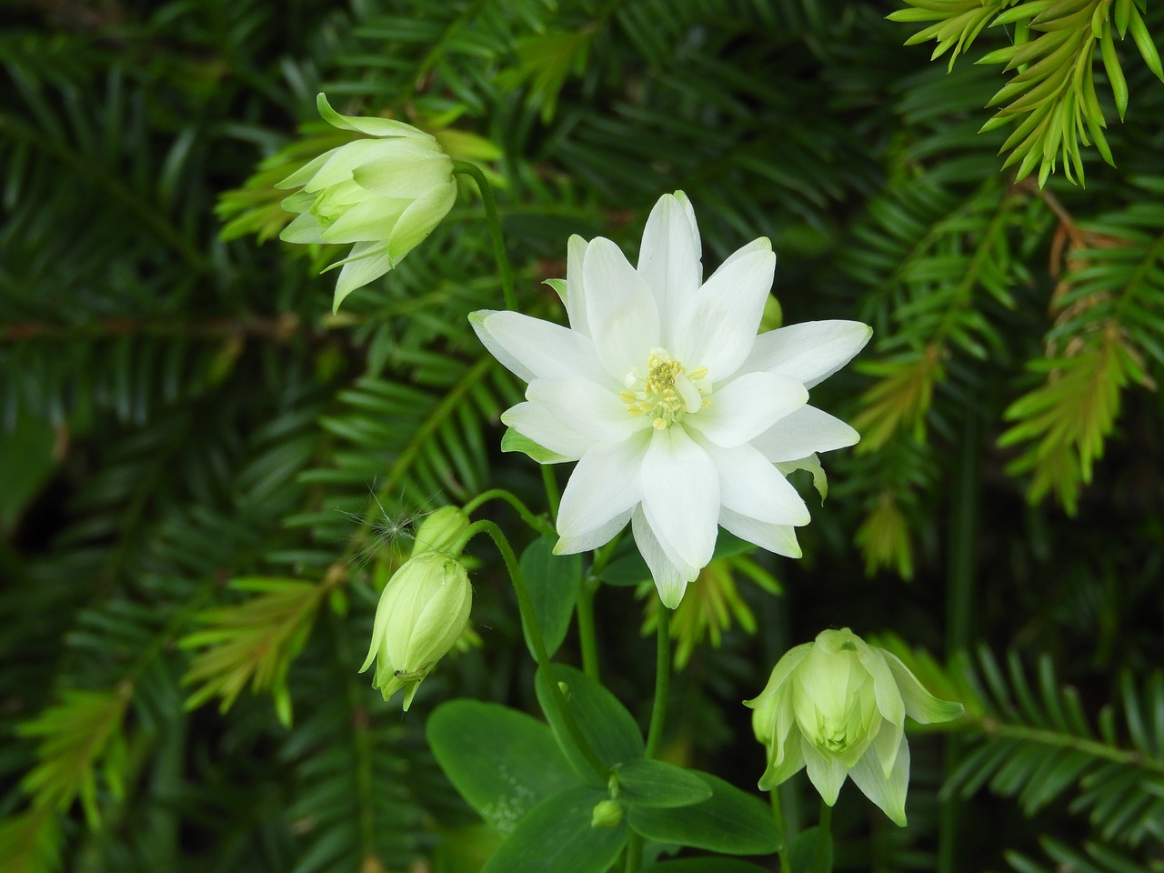 Image - columbine white flower g garden