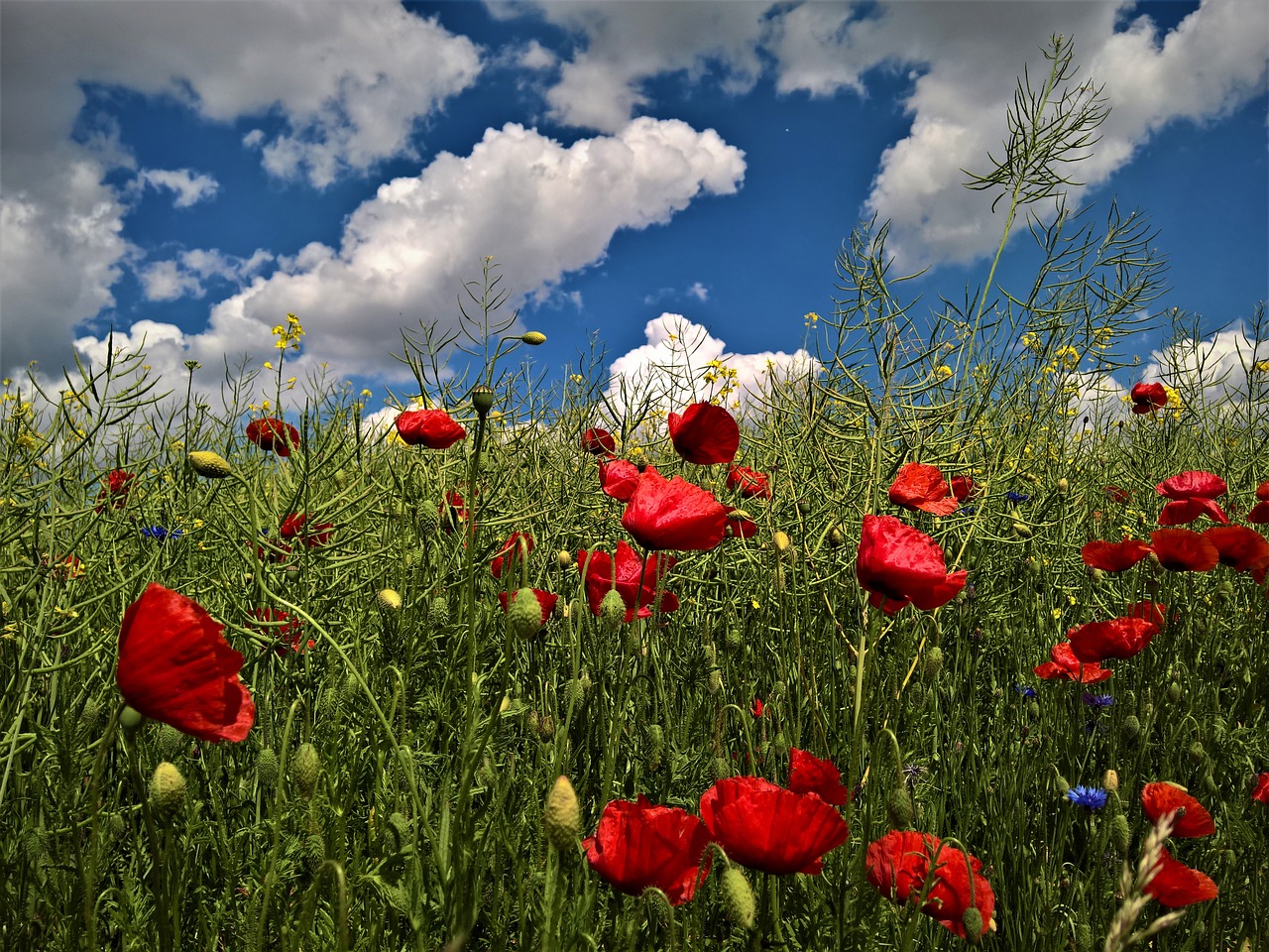 Image - nature poppy clouds blue sky