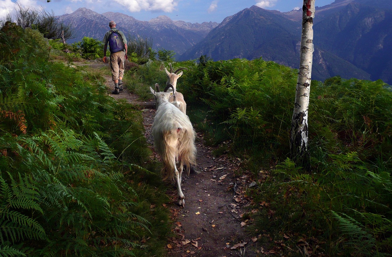 Image - goats mountain path way home ticino