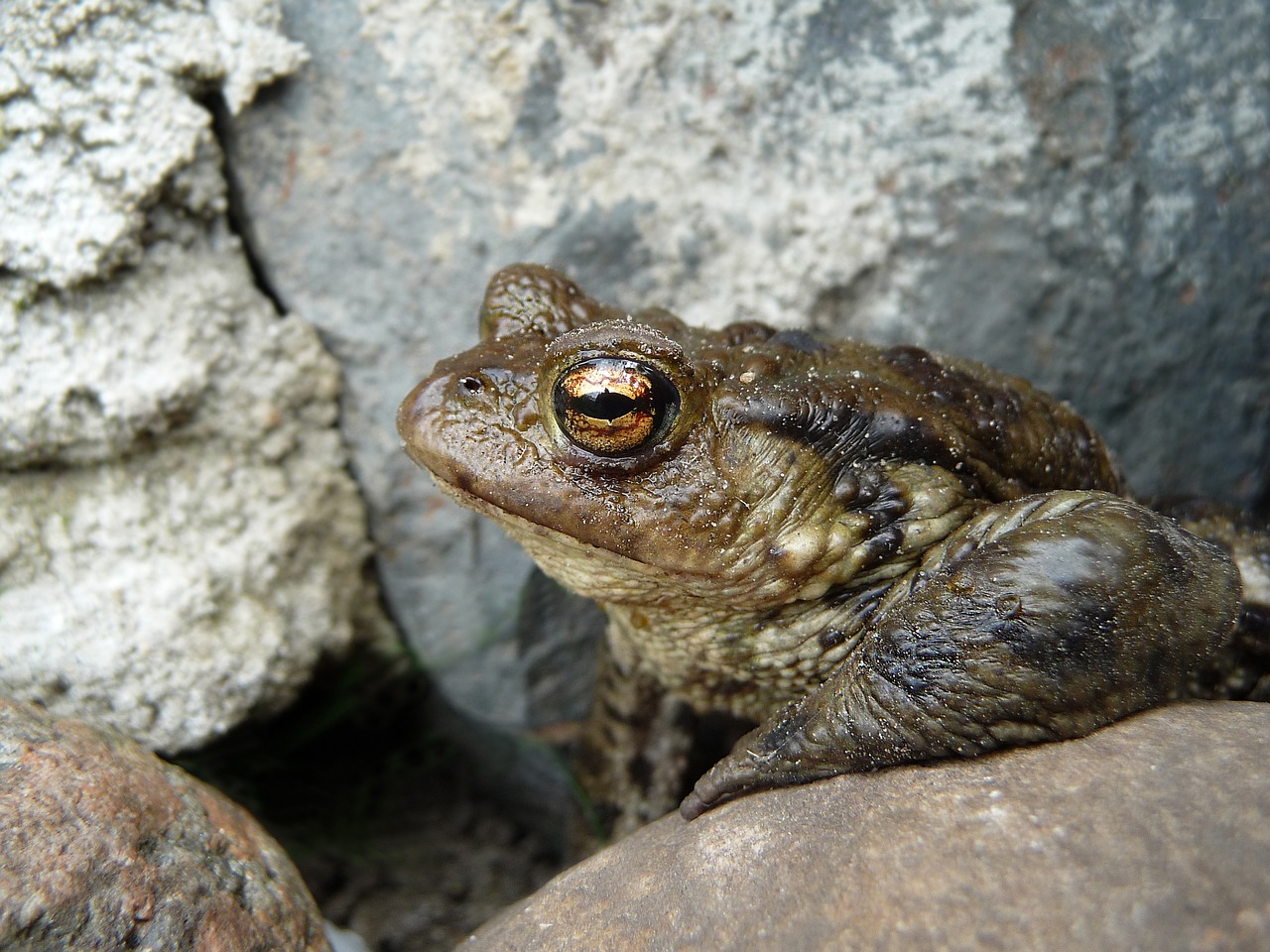 Image - toad common toad bufo bufo nature
