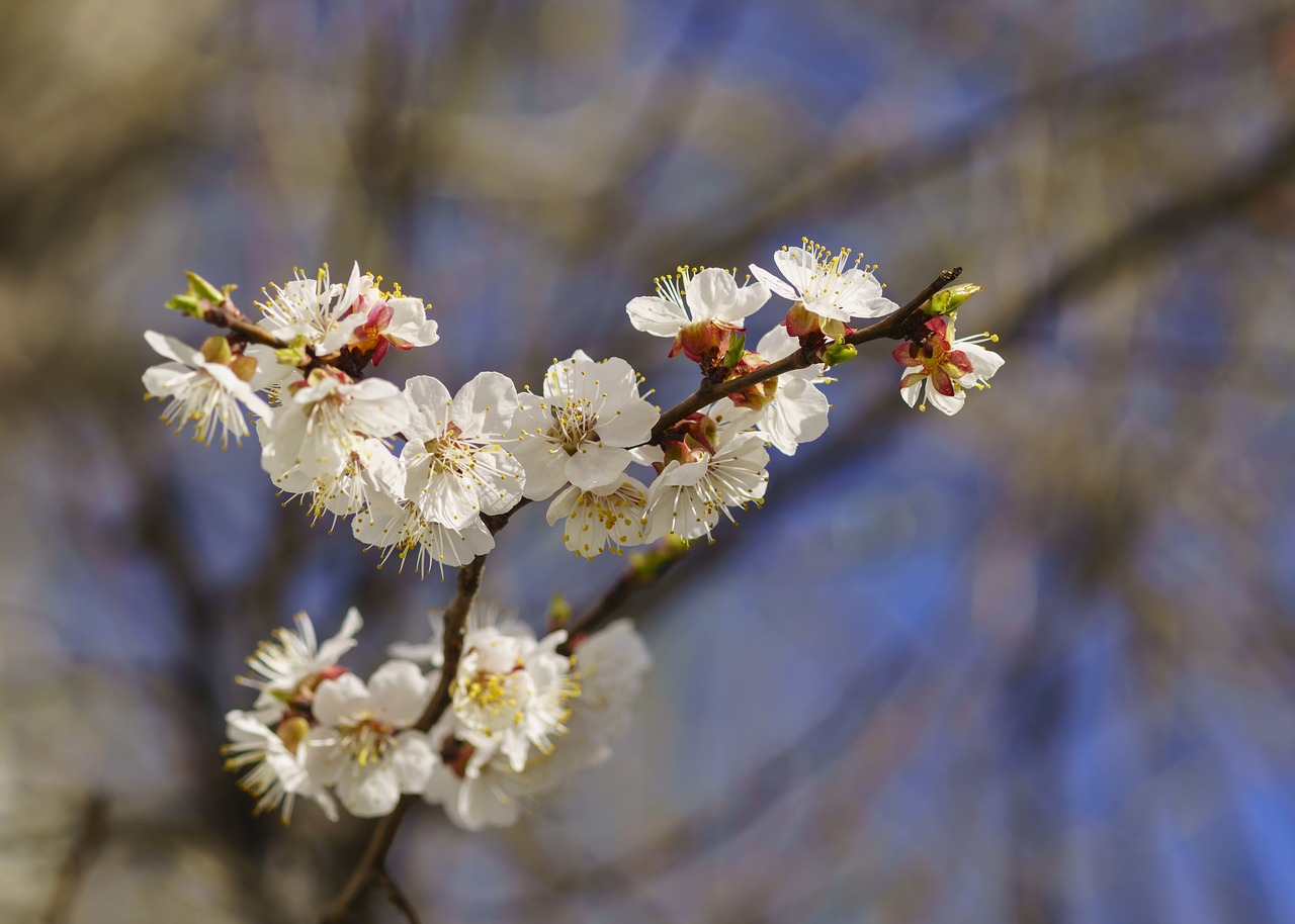 Image - spring apricot tree plant flowers
