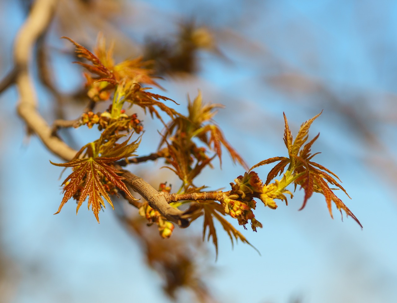 Image - spring maple leaves young plant