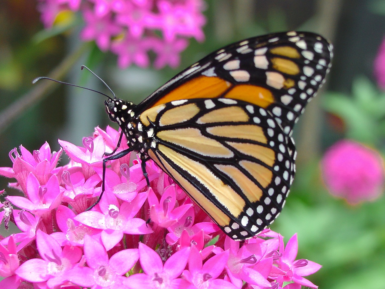 Image - butterfly flower monarch nature