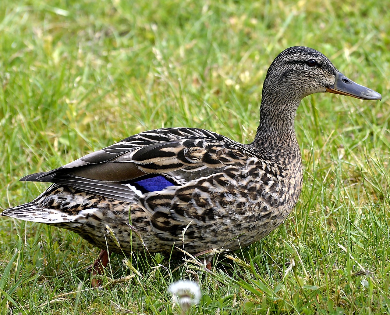 Image - mallard female waterfowl water bird