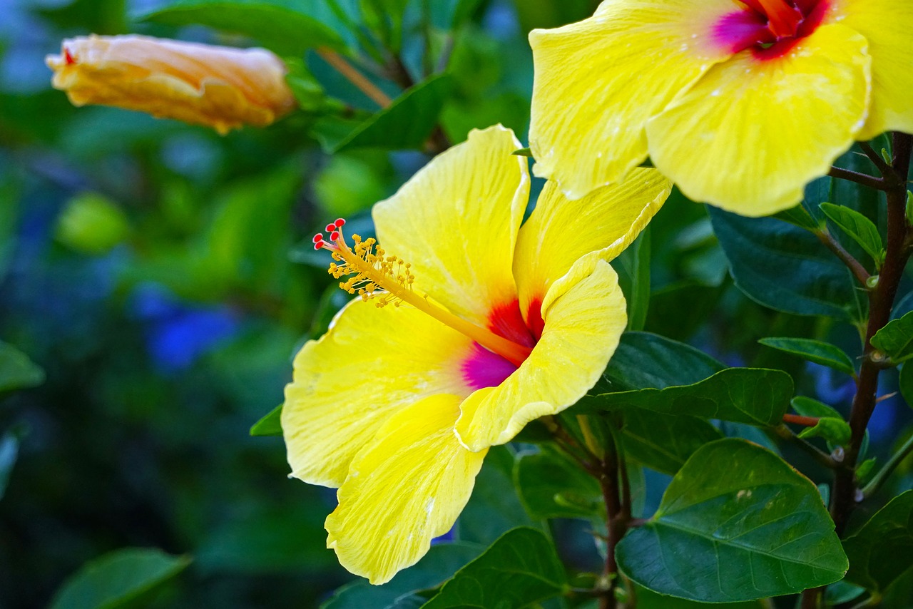 Image - hibiscus yellow green