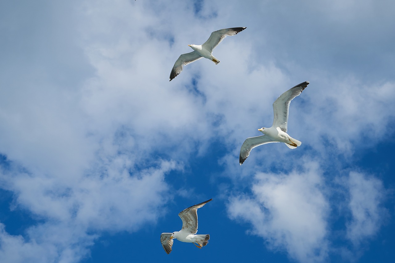 Image - seagull bird to migrate