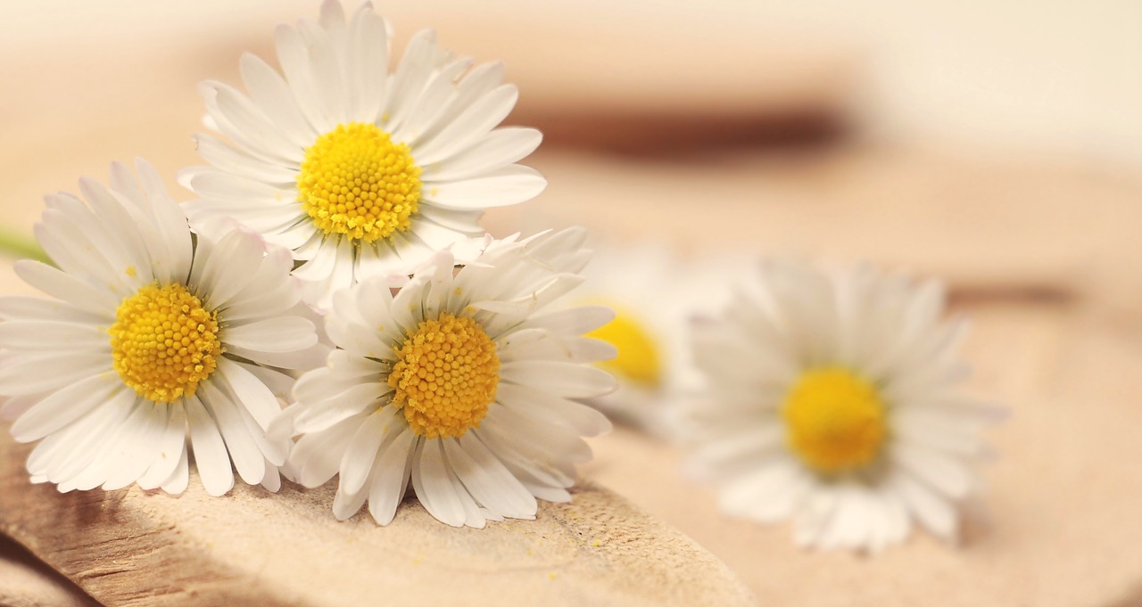 Image - daisy thank you romantic romance