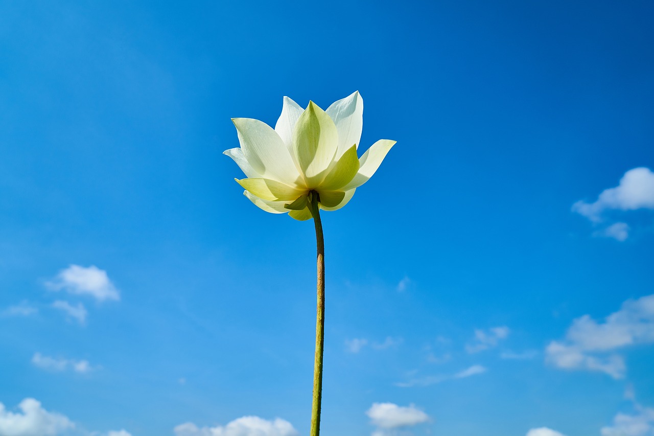 Image - lotus landscape flower macro