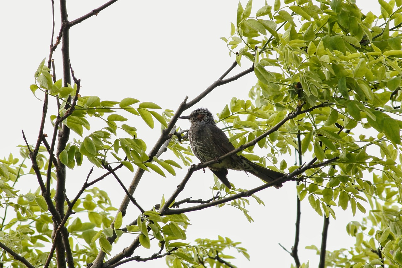 Image - animal woods plant wood wild birds