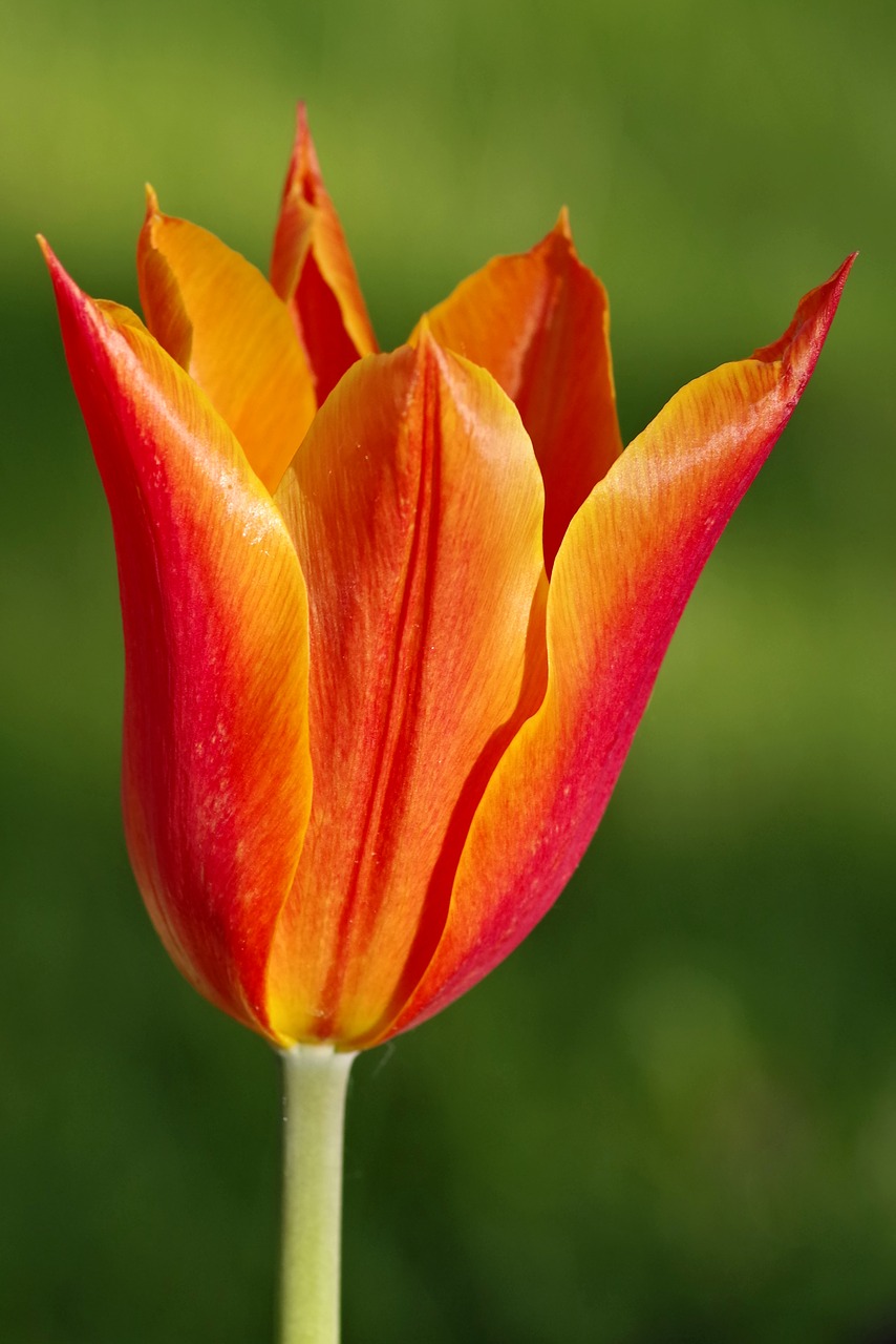 Image - tulip orange sharp tips red