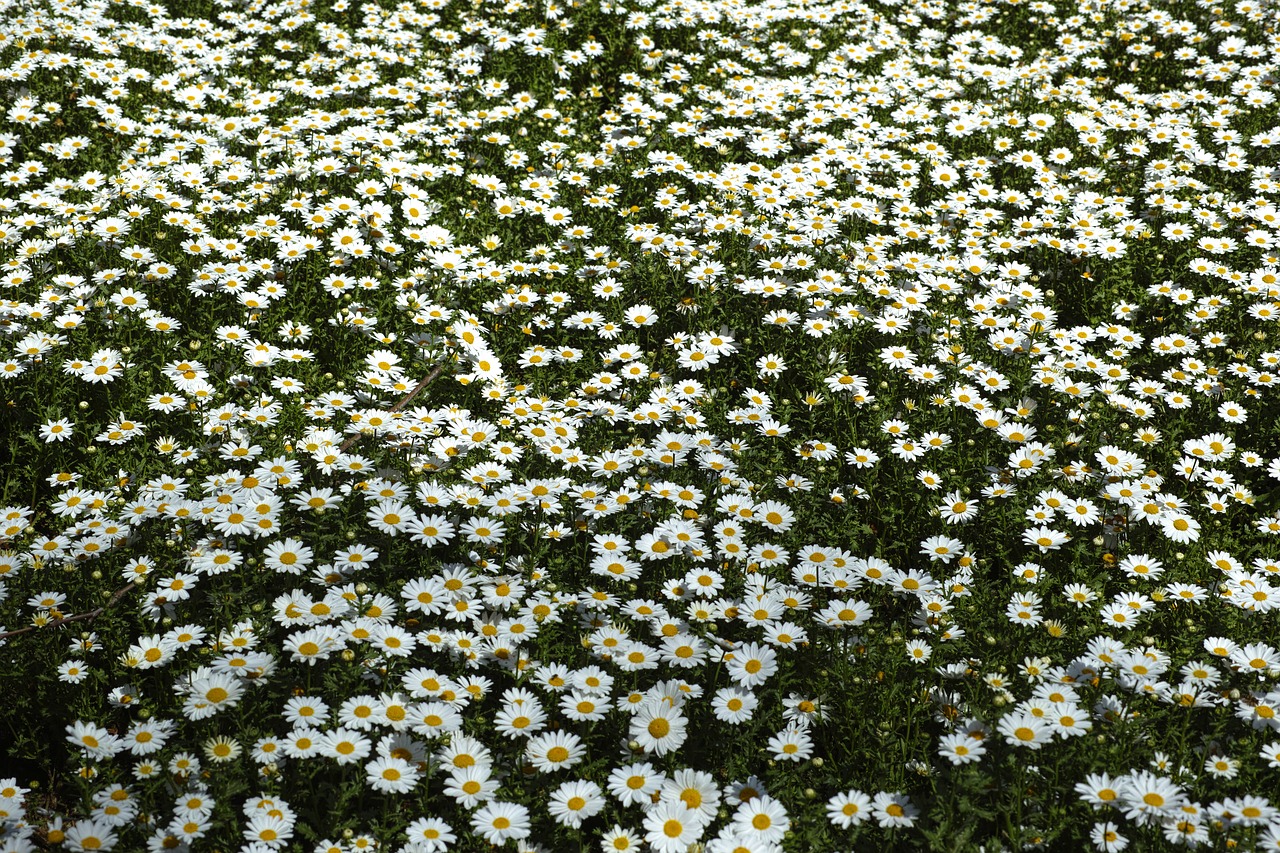 Image - spring daisy garden flower picture