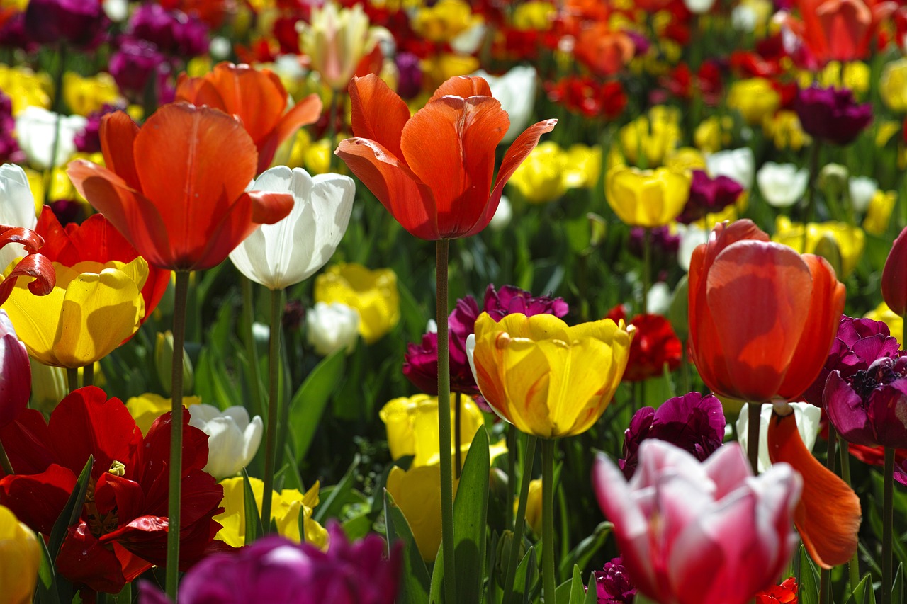 Image - tulips flower flowers nature plant