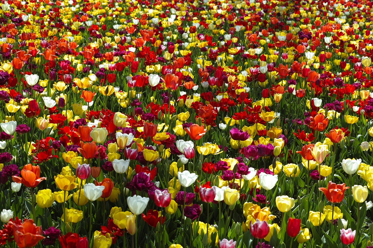 Image - tulips flower flowers nature plant