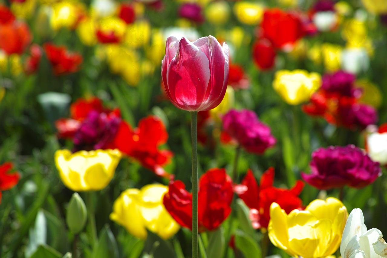 Image - tulips flower flowers nature plant