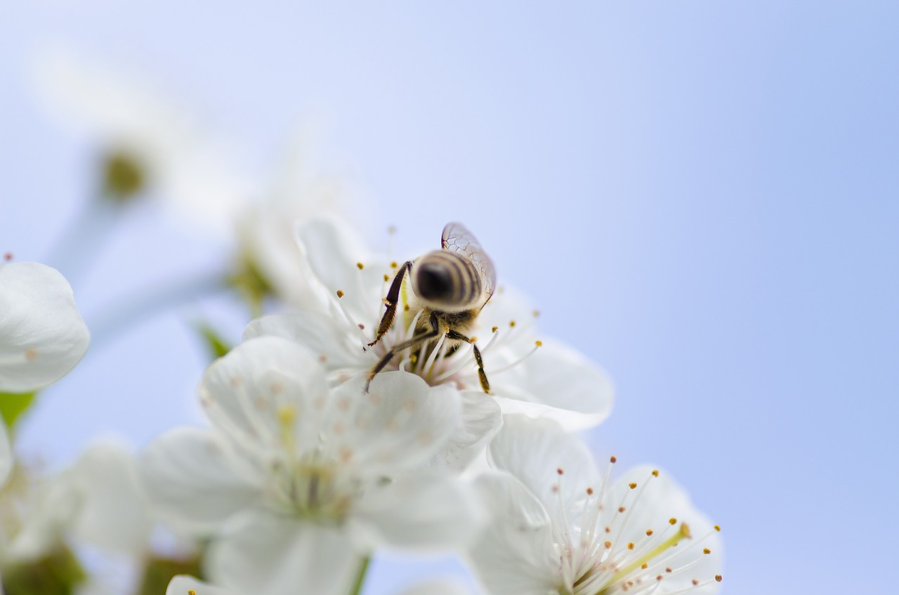 Image - honey bee nature macro insect