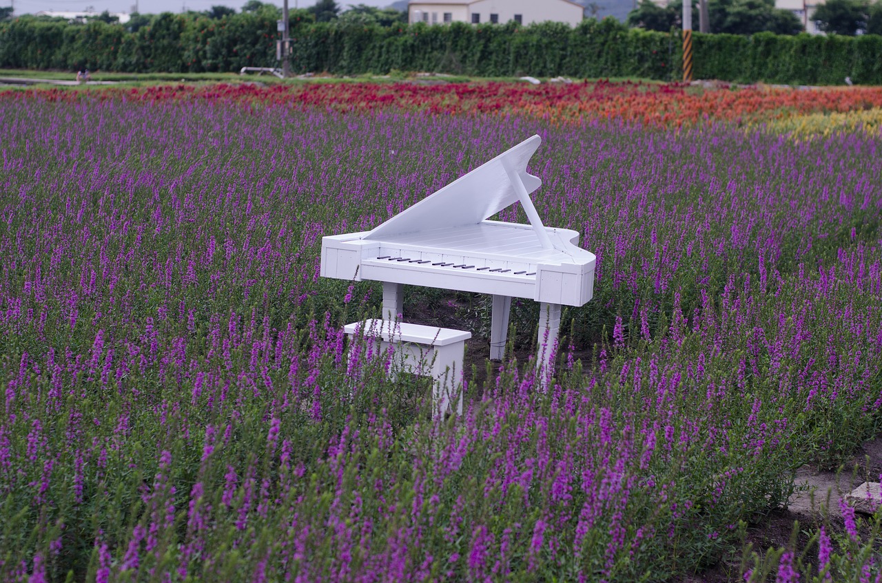 Image - lavender fields with white piano