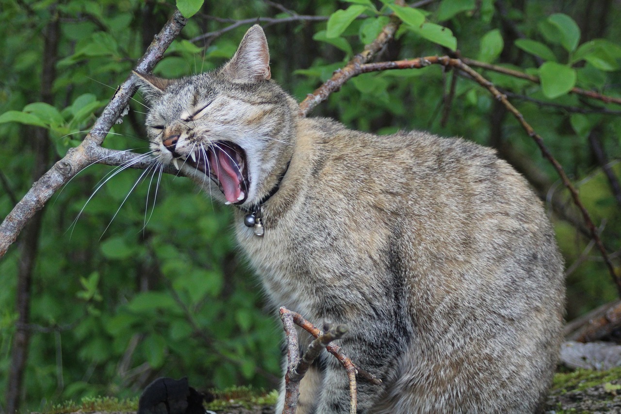 Image - cat meow snarling