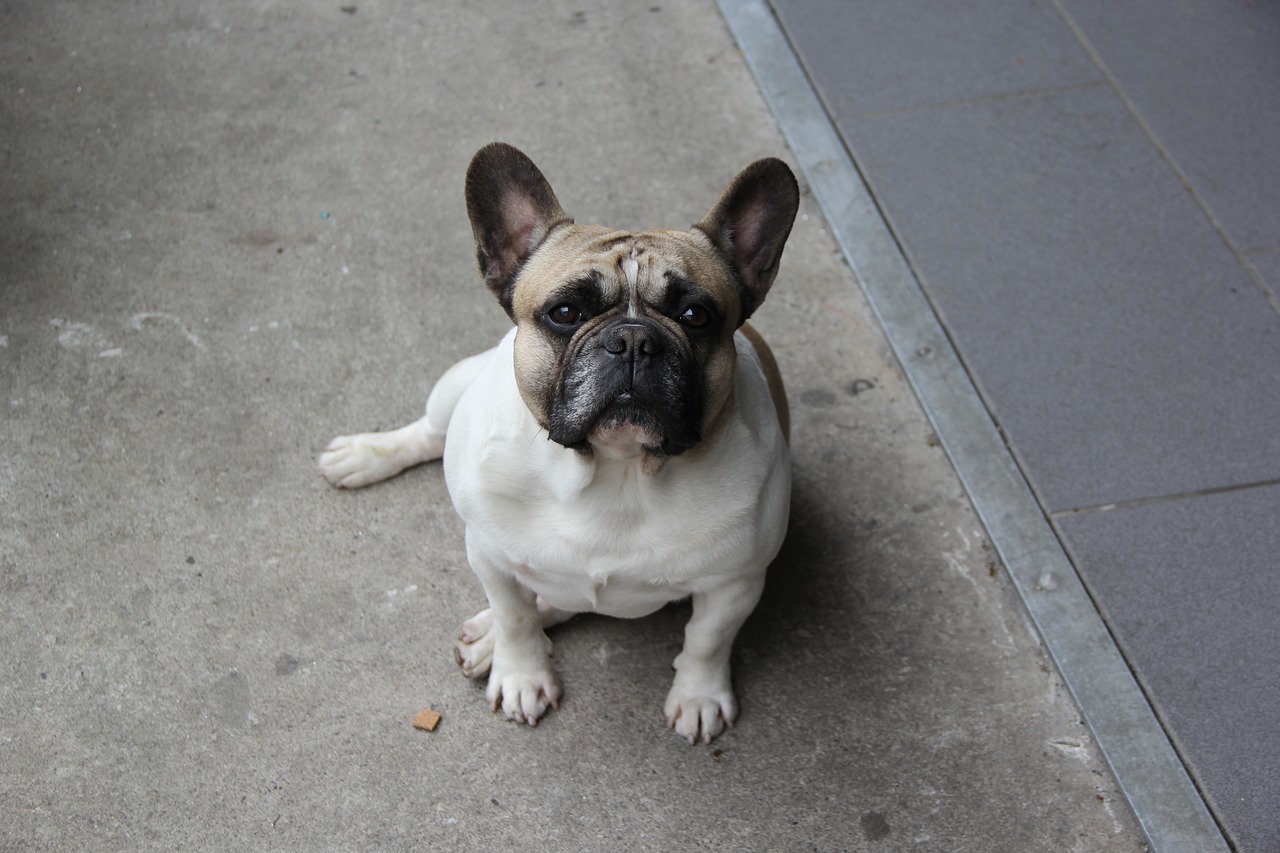 Image - dog animal cute