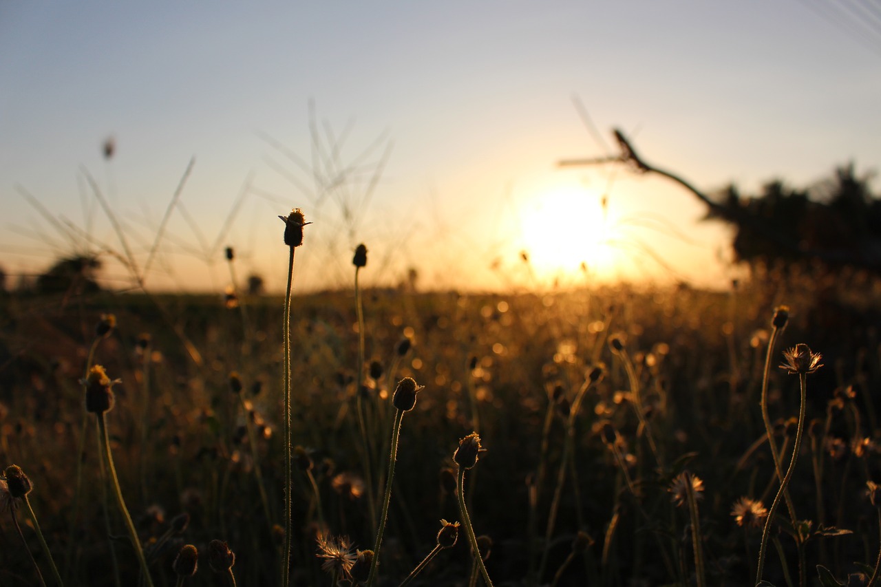 Image - sunset suphanburi thailand