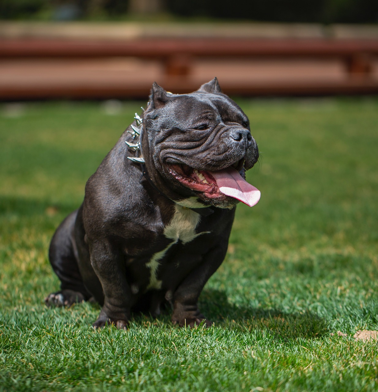 Image - bully dog love the dog photography