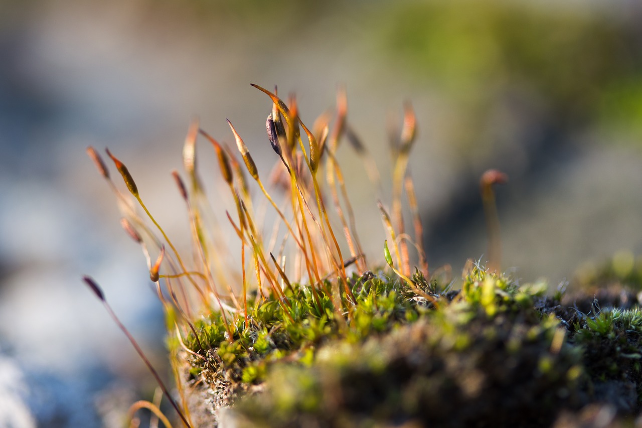 Image - moss plant wallpaper macro nature