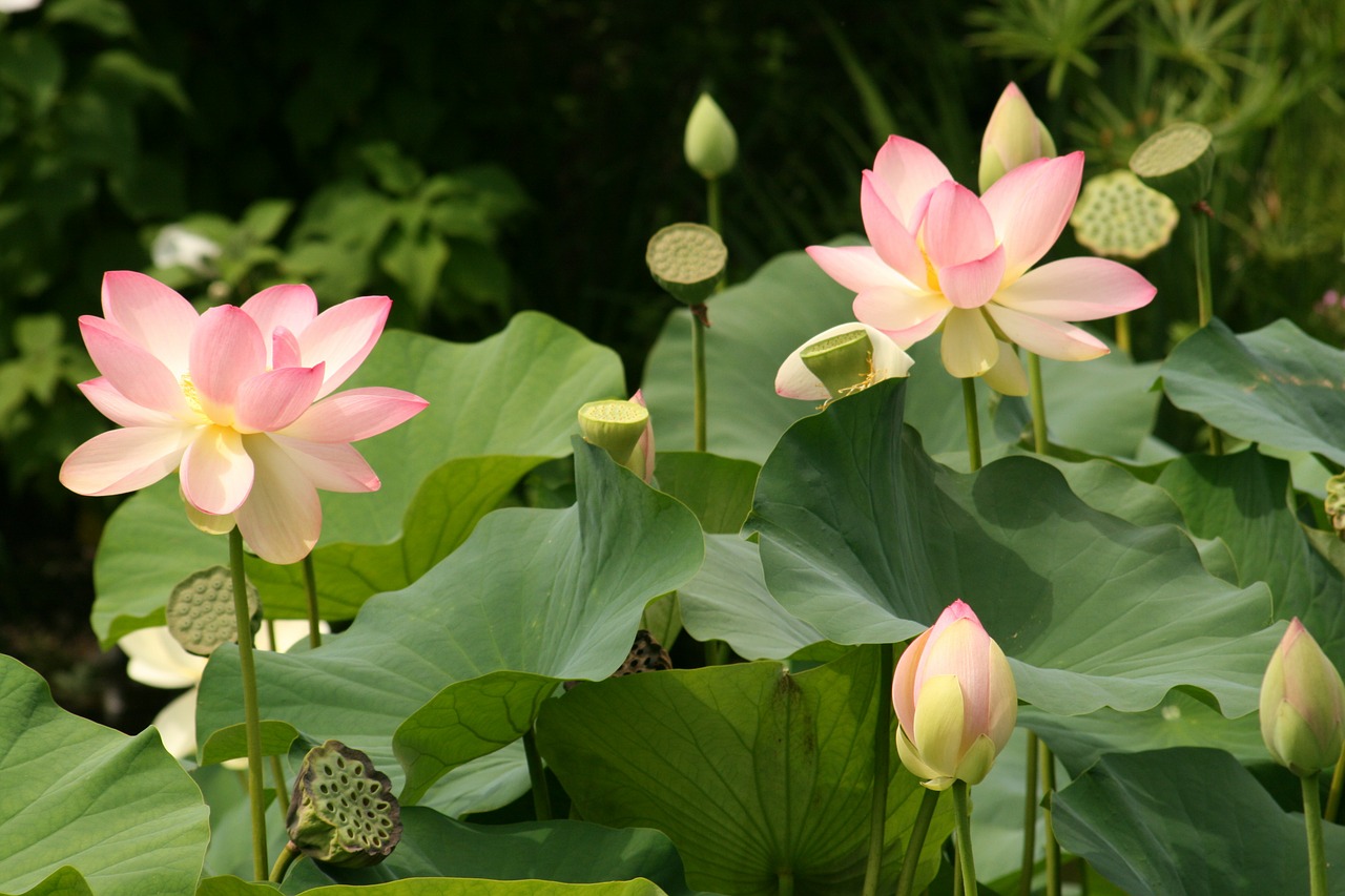 Image - lotus flowers water lilies flower