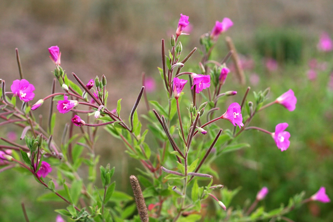 Image - epilobium flower meadow wild flower