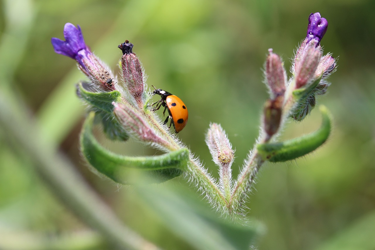 Image - ladybug bugs flower nature plant