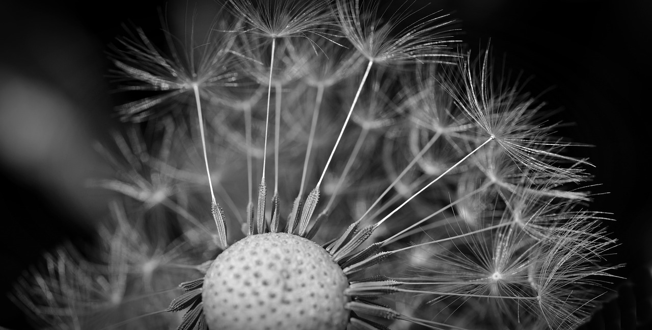 Image - dandelion seeds close macro