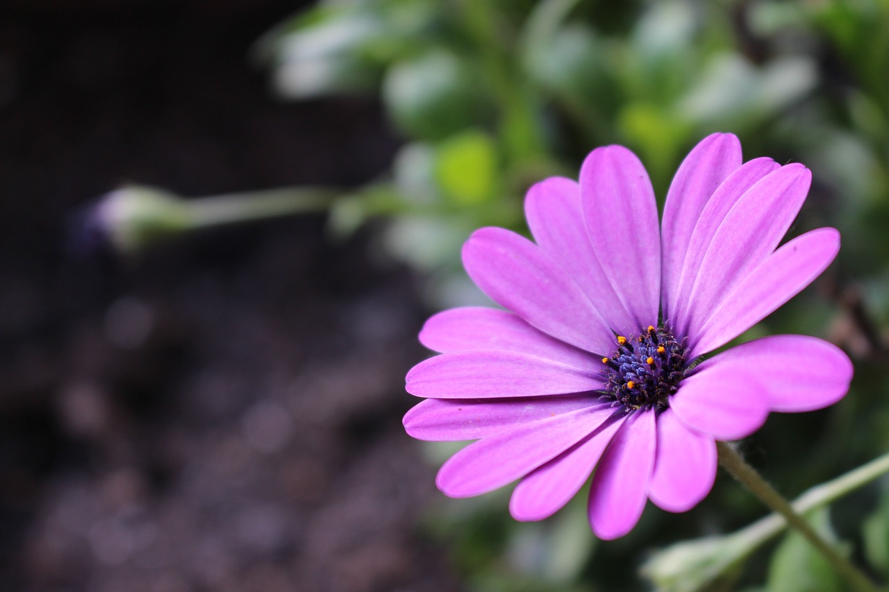 Image - purple cosmos flower sun flower