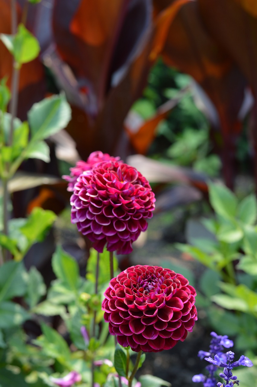 Image - flowers chicago botanic gardens