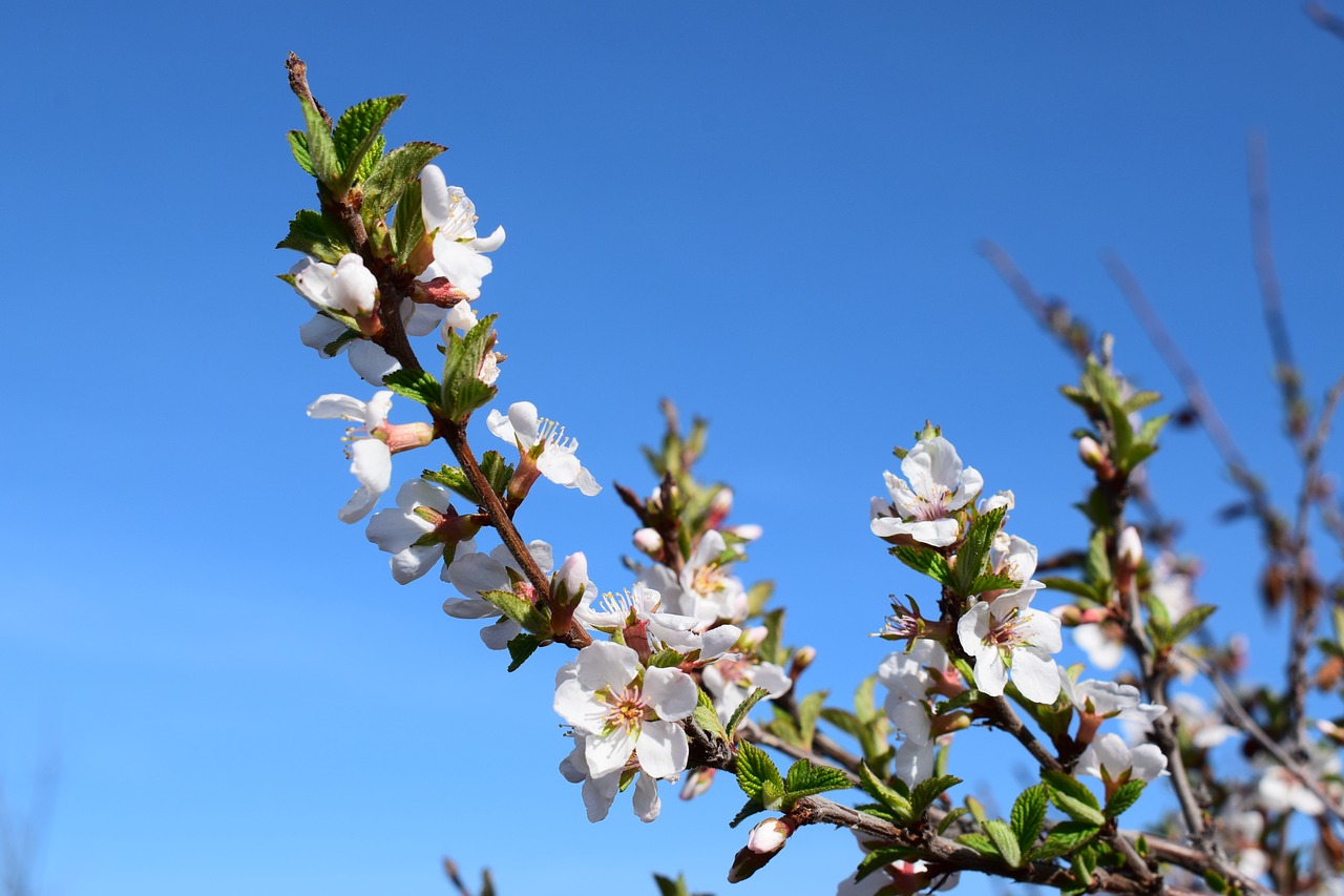 Image - cherry bloom leaves spring