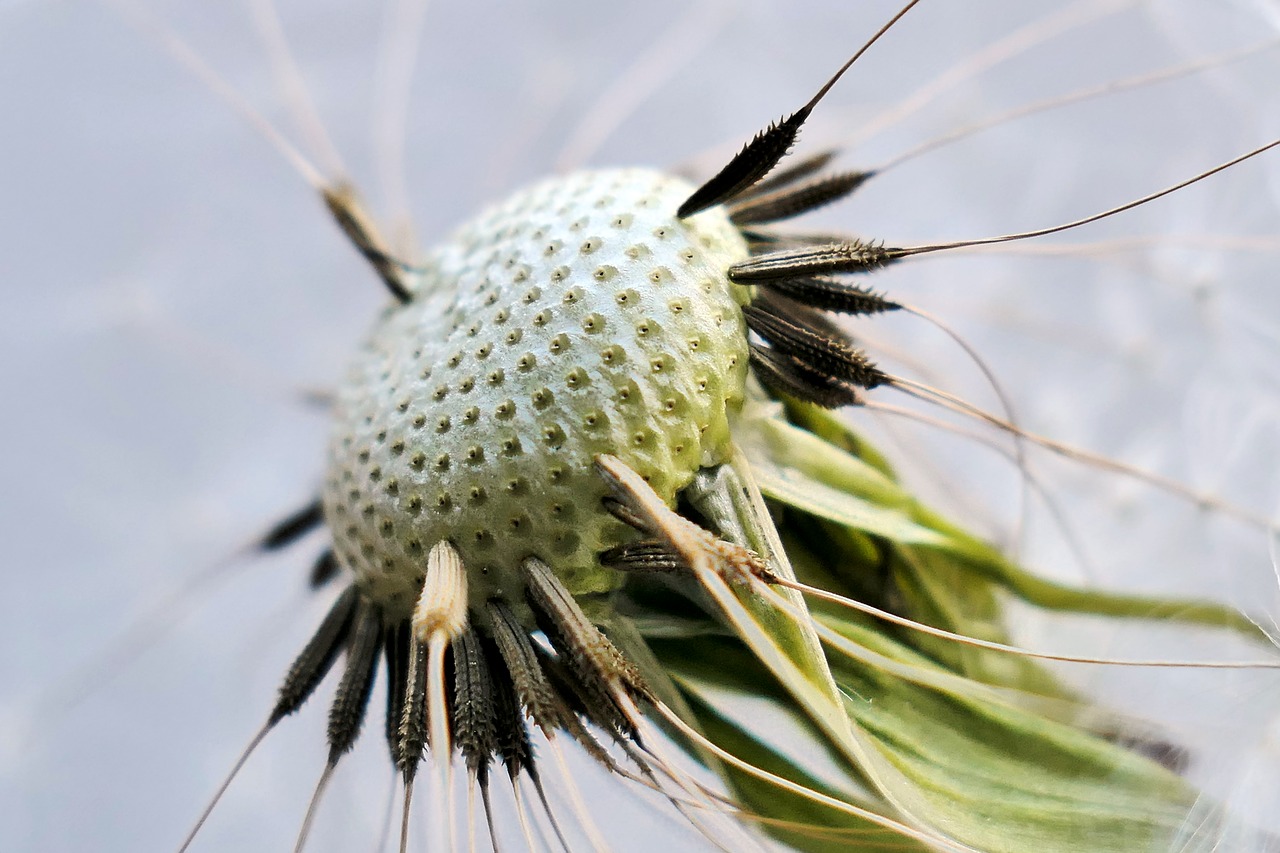 Image - dandelion blossom bloom