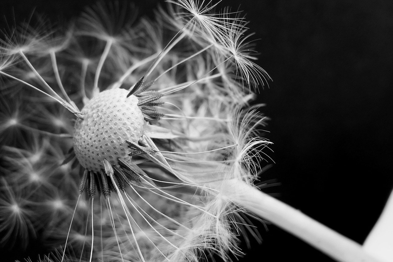 Image - dandelion dandelion flower umbrella