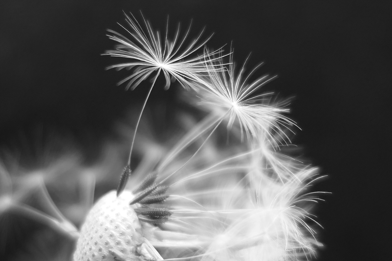 Image - dandelion dandelion flower umbrella