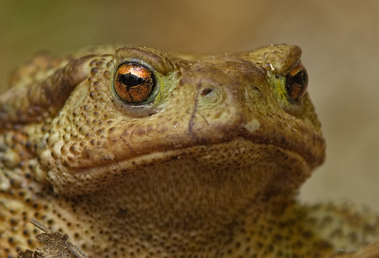 Image - toad amphibian eye animal