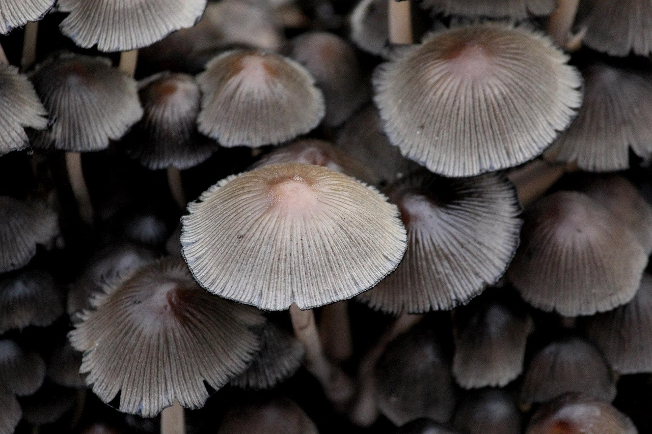 Image - padenstoel forest nature