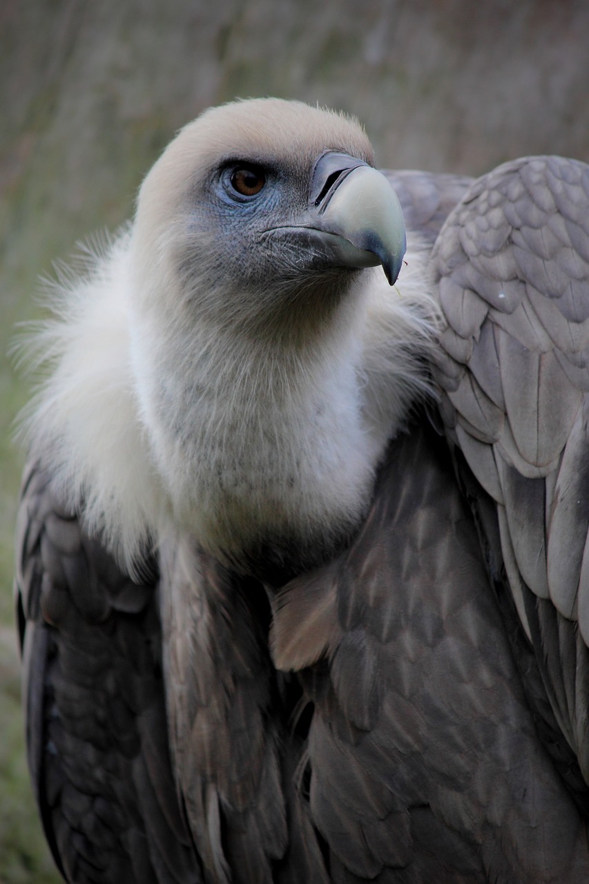 Image - vulture feathers bird beak