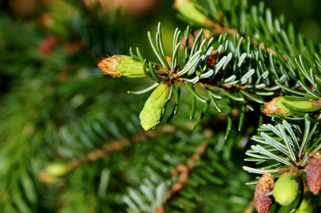 Image - pine branch engine needles branch