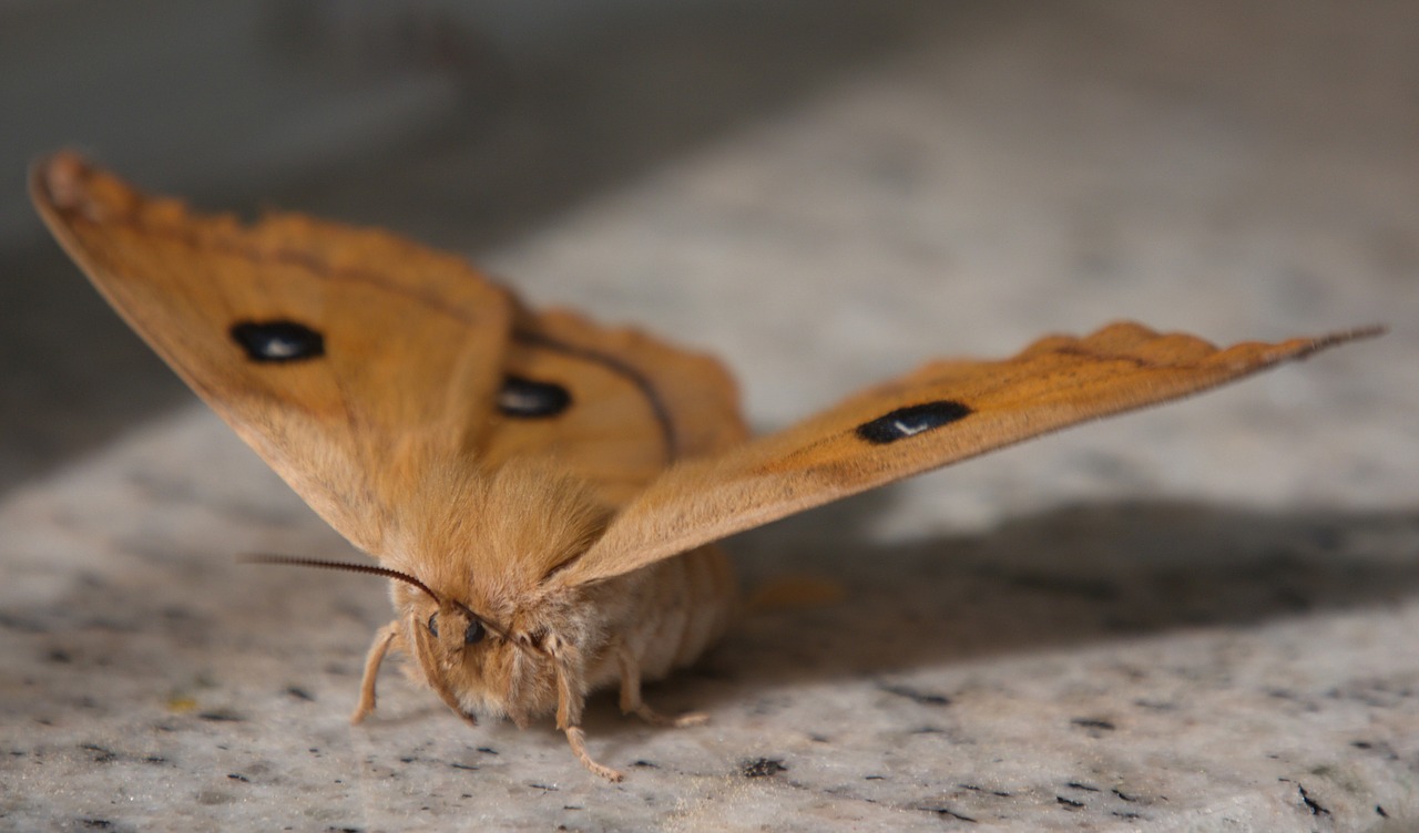 Image - butterfly moth nature animal