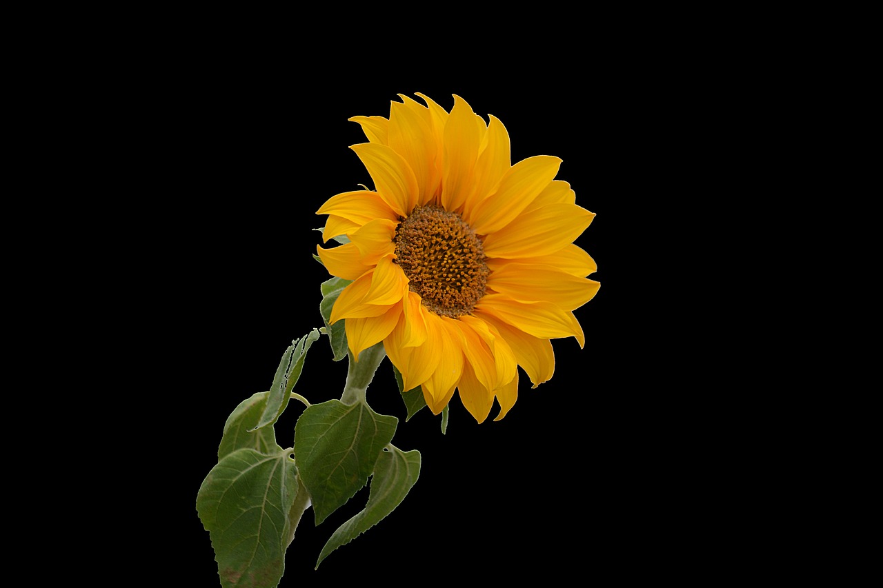 Image - sunflower flower yellow petal