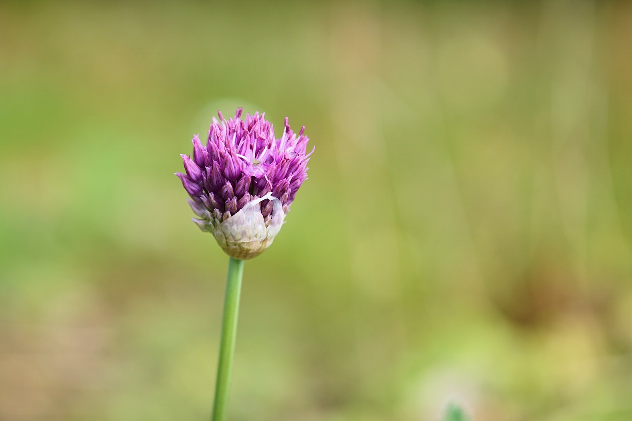 Image - ornamental onion flower blossom