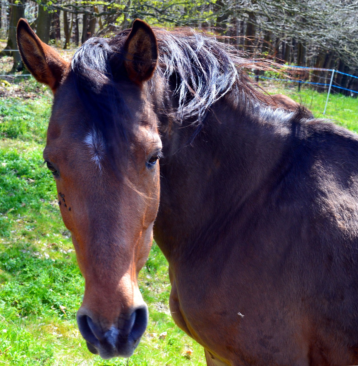 Image - horse equus caballus ungulate mane