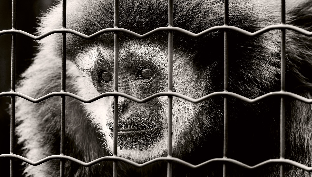 Image - monkey captivity sad imprisoned