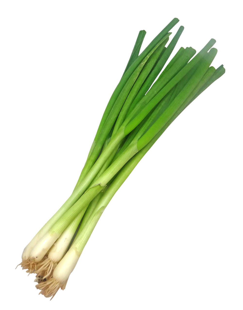 Image - scallion scallions ramp ramps