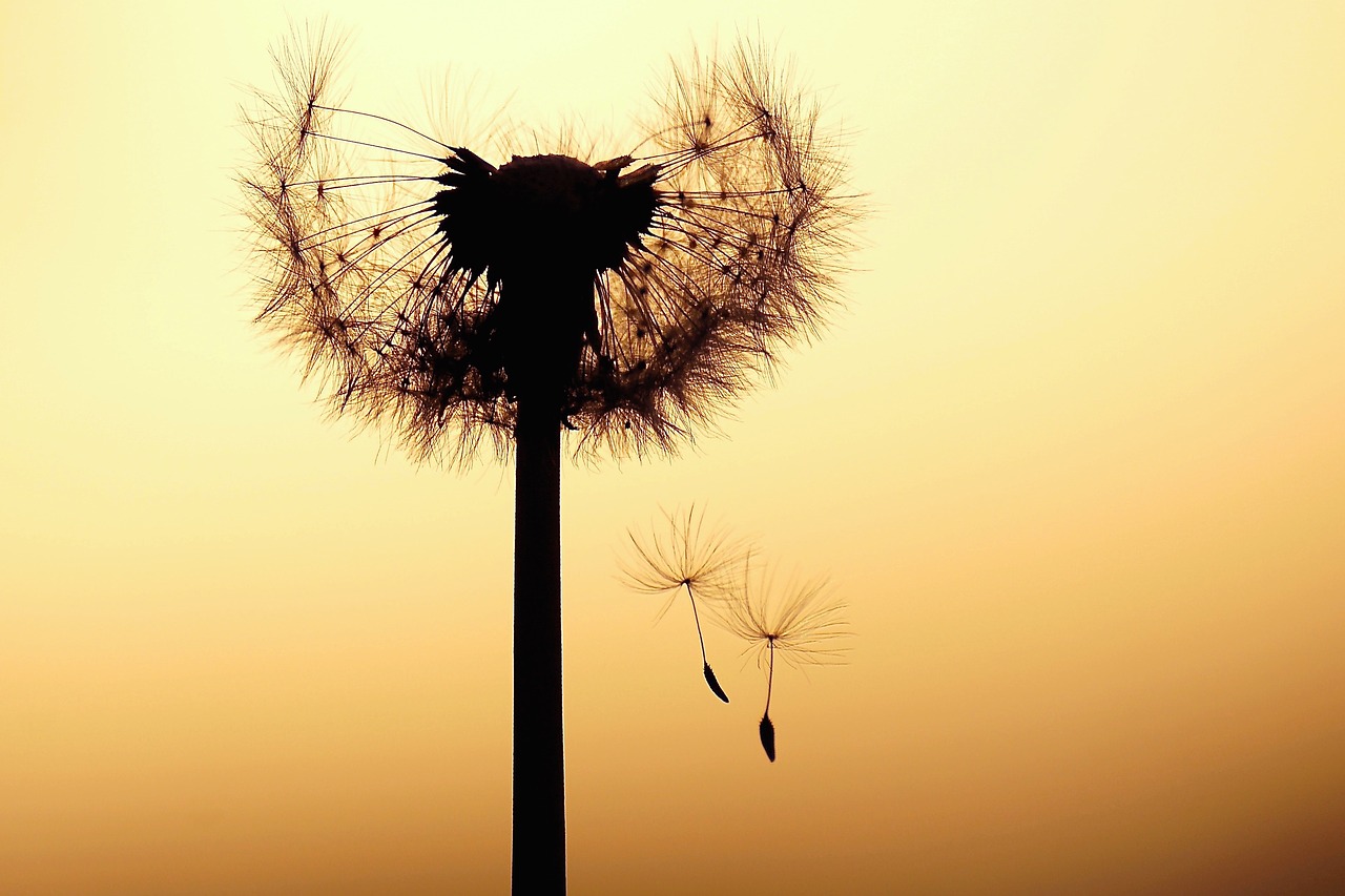 Image - dandelion abendstimmung seeds