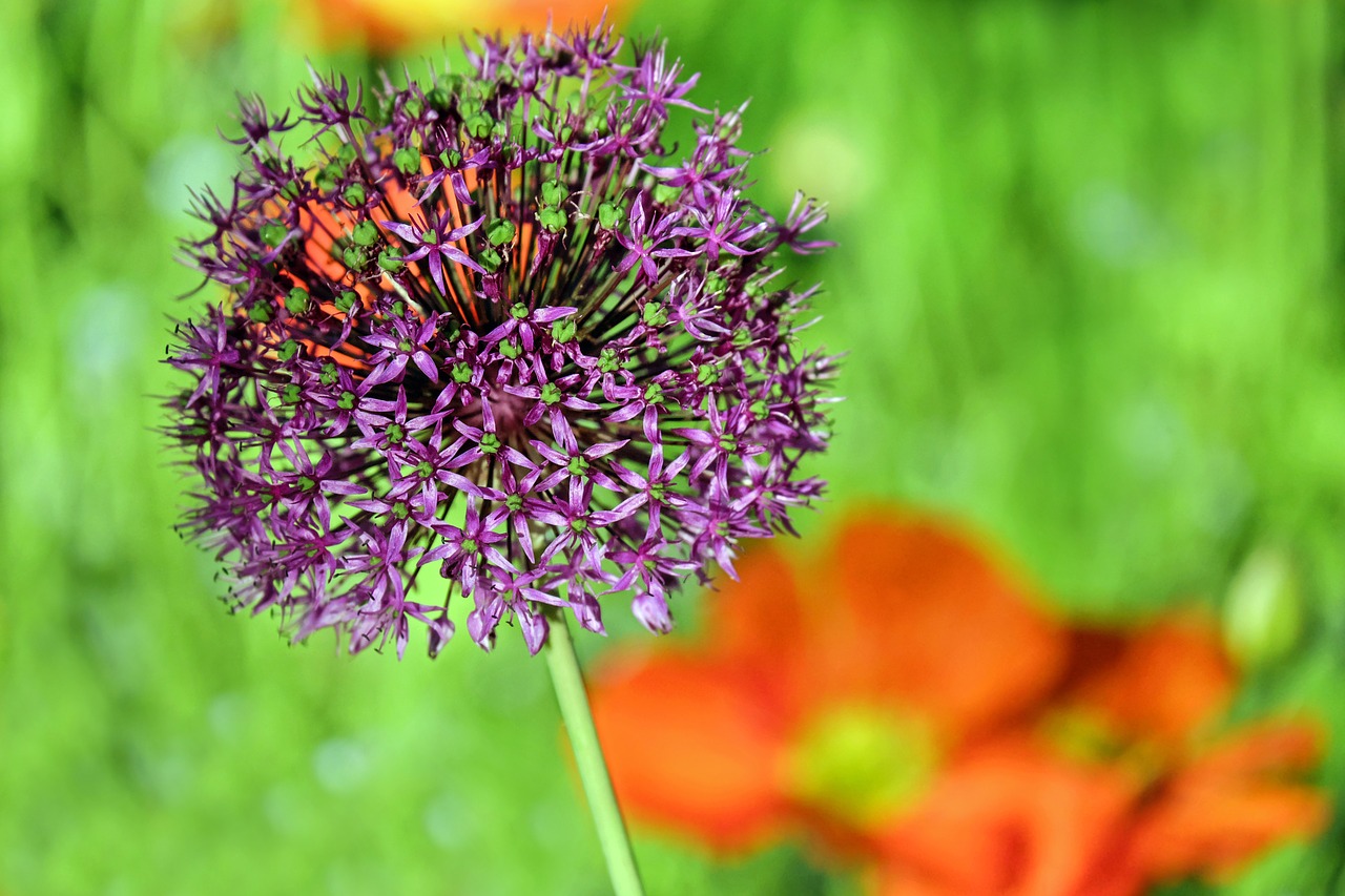 Image - ornamental onion allium flower