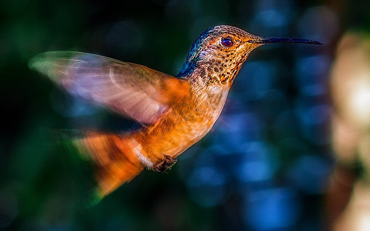 Image - hummingbird bird flight wildlife