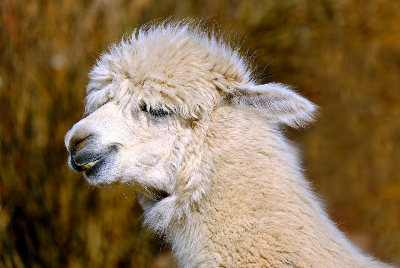 Image - alpaca animal creature wool fluffy